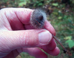 A view in hand showing small size.